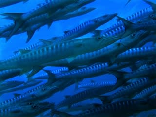 青魚の秘密 浜松市 ダイビングショップ The Dives ザ ダイブス 青魚の秘密 浜松市 ダイビングショップ The Dives ザ ダイブス