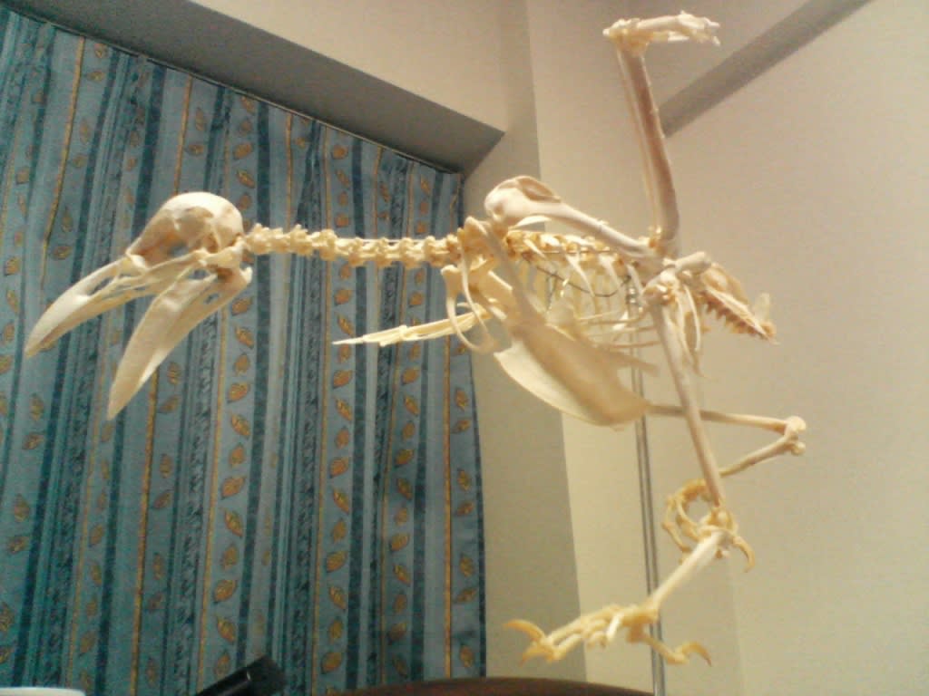 骨格標本　烏　カラス　接着固定　穴熊の肩甲骨