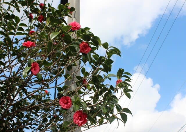 赤い椿 白い椿 沖縄の史跡と沖縄四季の花