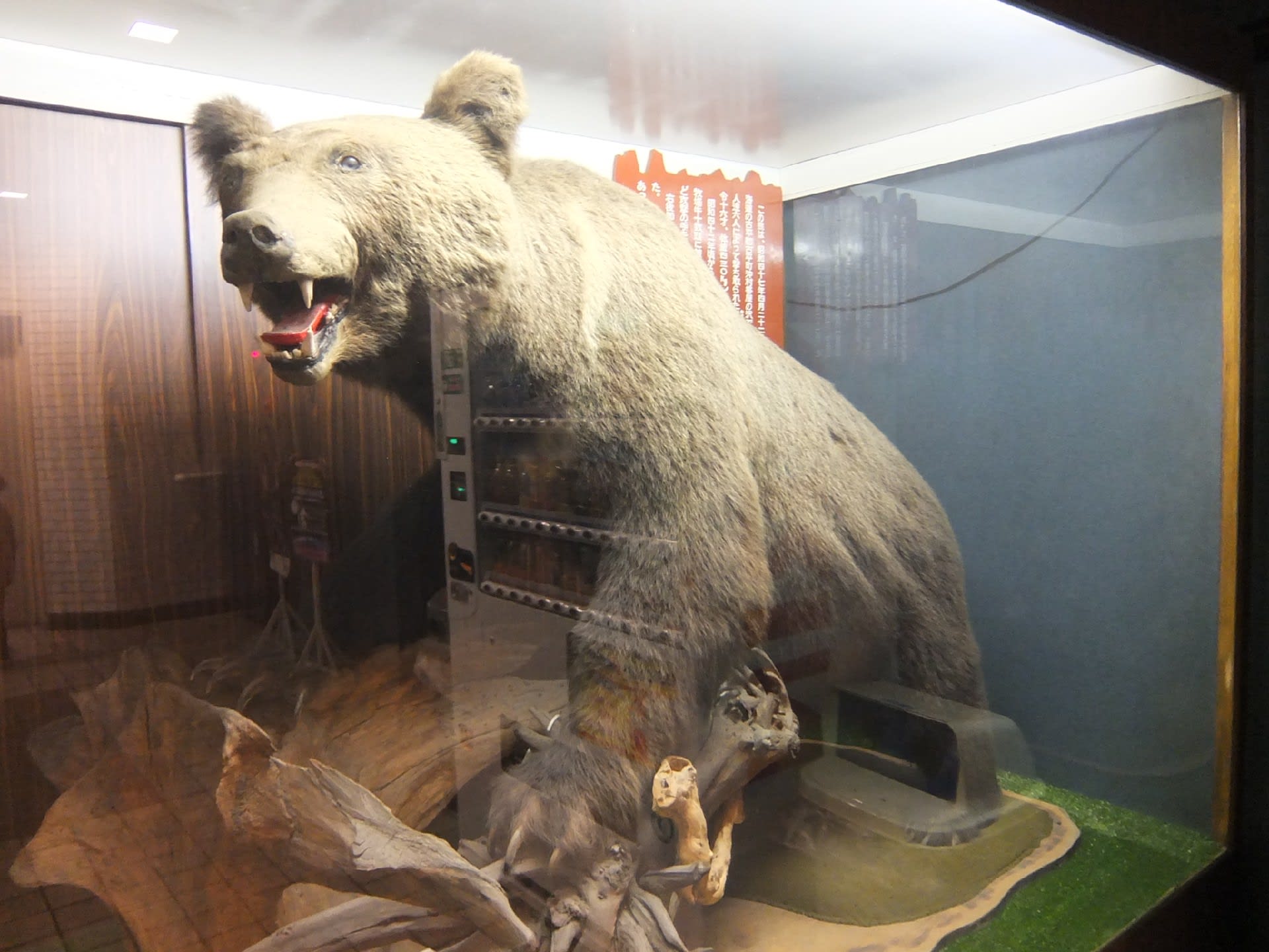 小田原の旅 北海道古平町で射殺されたヒグマの剥製 オーロラ特急 ノスタルジック旅日記 小田原の旅 北海道古平町で射殺されたヒグマの剥製 オーロラ特急 ノスタルジック旅日記
