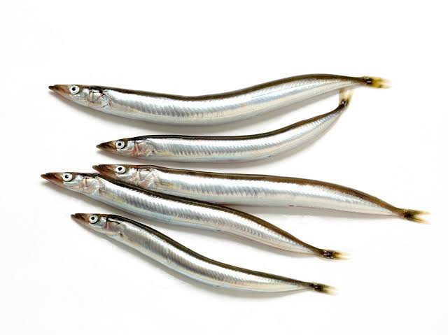 自転車屋の生き物歳時記 イカナゴ 自転車屋男 2 自転車屋の生き物歳時記 イカナゴ 自転車屋男 2