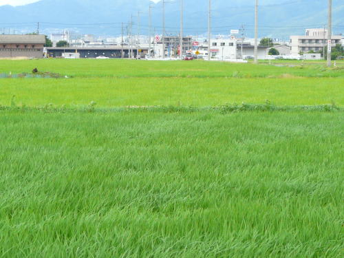 風渡る緑の田