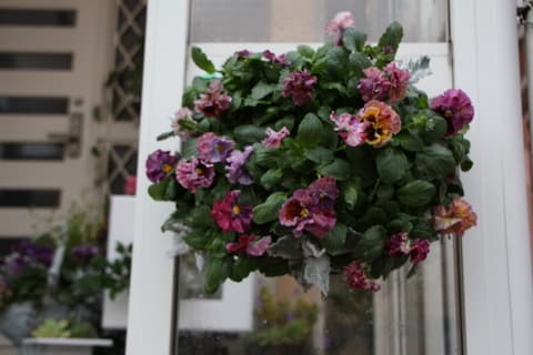 キャンティーのウォールバスケットと葉牡丹ルーティーブーケ 秋田の寄せ植え ナチュリア Simple Smilelife キャンティーのウォールバスケットと葉牡丹ルーティーブーケ 秋田の寄せ植え ナチュリア Simple Smilelife