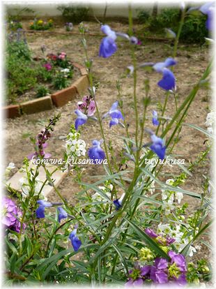 コバルトセージの深い青 小庭草庭