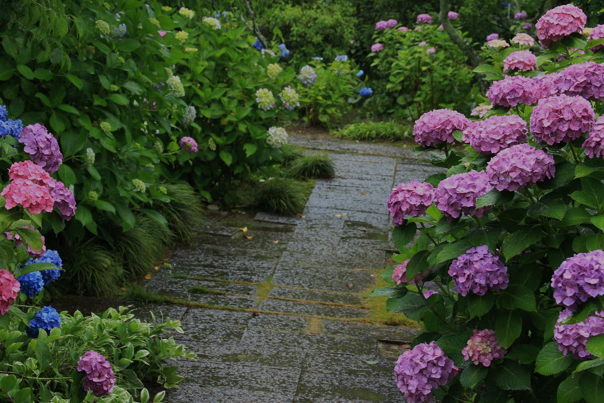 雨の紫陽花寺瑞雲山本光寺の画像