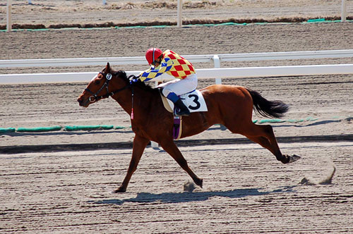 日本で一番早い２歳新馬戦はバトルライン産駒が勝利 写真 サラブレッドセール せり市場 馬市 種牡馬 の最新情報 By馬市 Com