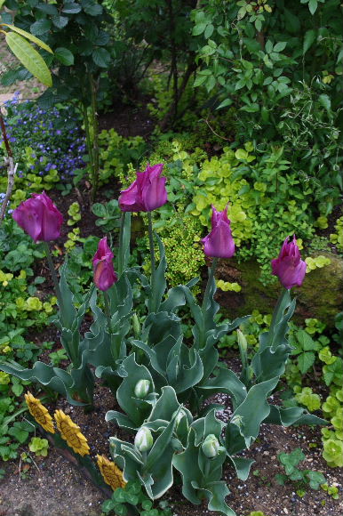 チューリップ 夢の紫 と コンプリメント M S Small Garden Milky Mamaの小さな庭