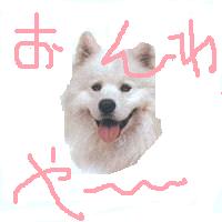 サモエド犬情報専門ブログ