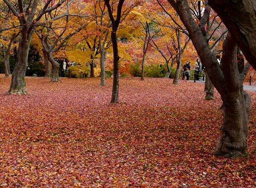 東福寺　庭園は紅葉の絨毯