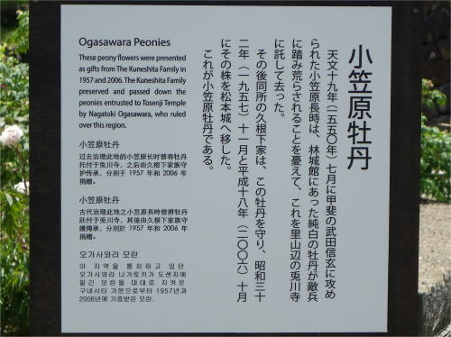 松本城の小笠原牡丹の説明板