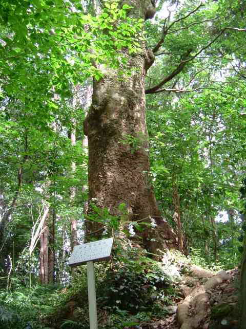 三島神社裏のタブの木 ディスカバリー伊豆