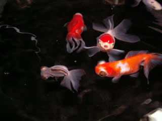 石巻貝 金魚と暮らす365日 石巻貝 金魚と暮らす365日