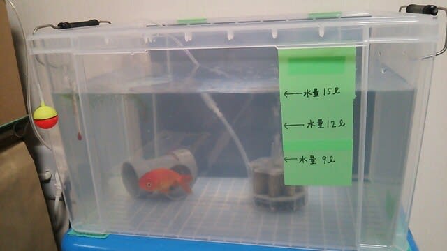 最近の我が家のきんぎょ事情 らんちうとシーズーの部屋