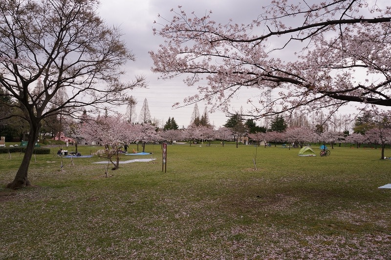 14年 大泉緑地の桜1 ｒｏｓｓさんの大阪ハクナマタタ