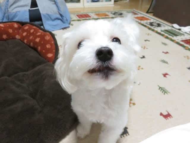 ワンちゃん専用 おっとっと いただきま す ごちそうさまでした ワンちゃん専用 おっとっと いただきま す ごちそうさまでした