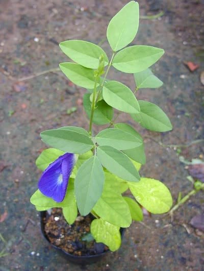 海より蒼いクリトリアの花 Tamaと花たち