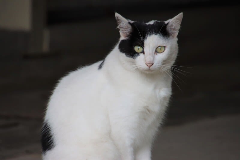 またしても白黒猫さん ハイブリッドな生活 旧ルノーな生活