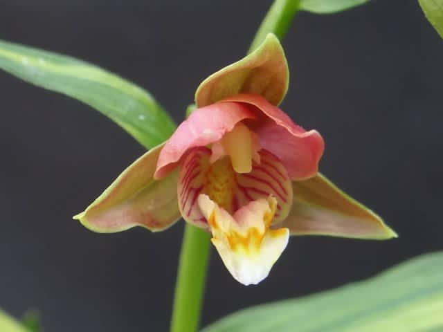 山野草・カキラン苗！画像の斑入り株お届けいたします！一株にて2芽です。ラン苗 山野草・カキラン苗！画像の斑入り株お届けいたします！一株にて