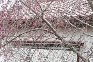 これも枝垂れ桜