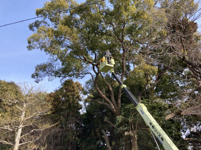 桜剪定作業 ナカさんの日々