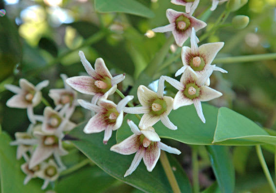 郁子の花 ムベの花 あきら写真集 大人の絵本