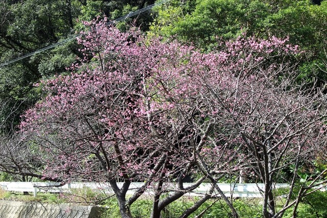桜にメジロ 今季初写 龍郷町秋名ヒカンザクラ きのう6日 奄美海風荘ブログ