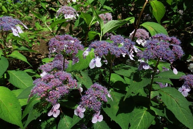 小甘茶 季節の花