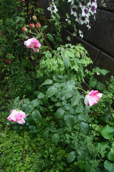 雨に濡れる和庭 青いホタルブクロ M S Small Garden Milky Mamaの小さな庭 雨に濡れる和庭 青いホタルブクロ M S Small Garden Milky Mamaの小さな庭