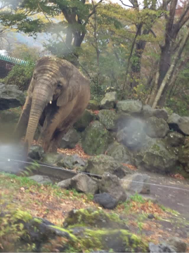 富士急ハイランドと富士サファリパーク一泊旅行 かなぴ&ほまたん これまでも、これからも 富士急ハイランドと富士サファリパーク一泊旅行 かなぴ&ほまたん これまでも、これからも