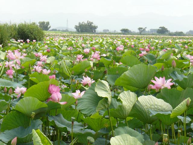 宮城県栗原市伊豆沼のハス 蓮 11年8月5日 金 Peaの植物図鑑