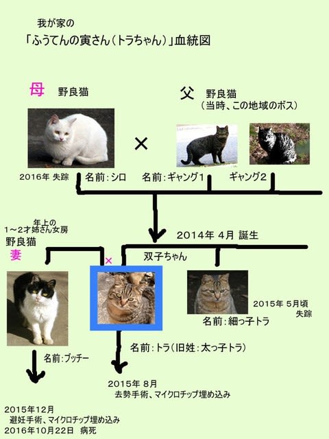 ボクは双子の野良猫だった ボクは初デビューの野良猫のトラちゃんです ボクは双子の野良猫だった ボクは初デビューの野良猫のトラちゃんです