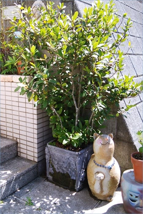 ラブリー月桂樹 育て方 鉢植え すべての美しい花の画像