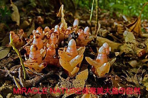 椎の根に寄生する植物 ヤッコソウ Miracle Nature 奄美大島の自然