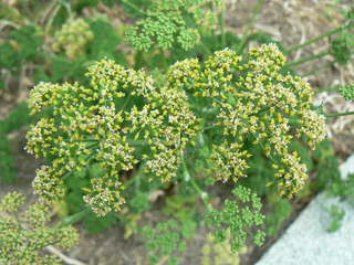 パセリ Parsley オランダゼリ Peaの植物図鑑