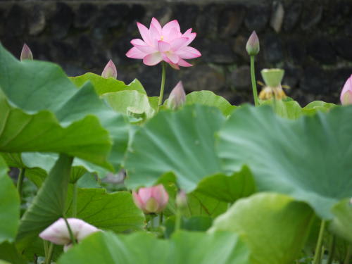 松本城のお堀の蓮の花