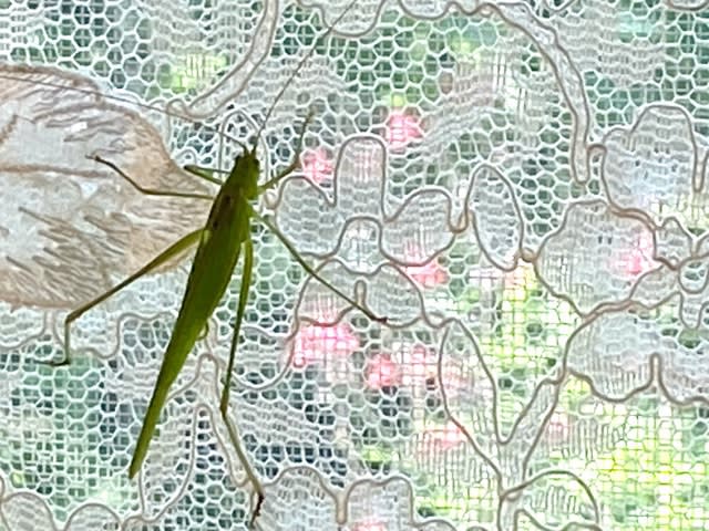 今朝見た虫 ミモザの花咲く庭から