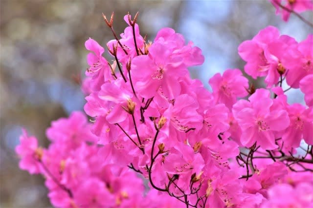 アカヤシオ 赤城自然園 群馬県渋川市 Shuの花日記