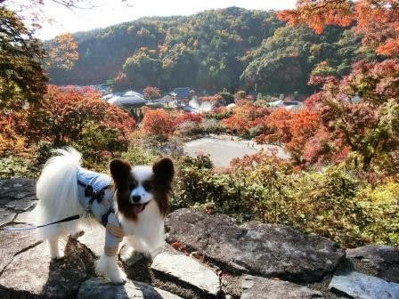 勝尾寺の紅葉 愛犬しん君が行く 勝尾寺の紅葉 愛犬しん君が行く