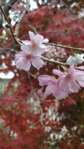十月桜