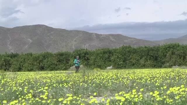 米西部 砂漠が一面の花畑に 大雨で一斉に咲く 清明舎