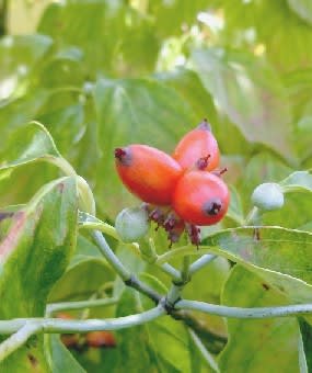 木の実 秋 クサギ ゴンズイ ヤマボウシ アカメガシワ他 花と徒然なるままに