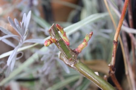 春のバラ仕事 芽かき 小さな庭の小さな幸せ チャッピーのバラ庭より 春のバラ仕事 芽かき 小さな庭の小さな幸せ チャッピーのバラ庭より
