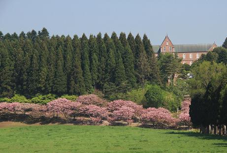 ツアー客も大満足 トラピスト修道院の八重桜 ｊａ８ｍｅｍのつれづれ日誌