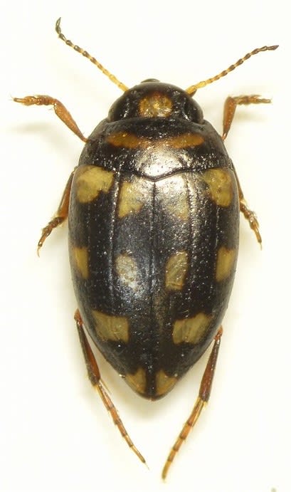 ドイツ産　ゲンゴロウモドキ　33mm ドイツではプロテクトかかってます ゲンゴロウ