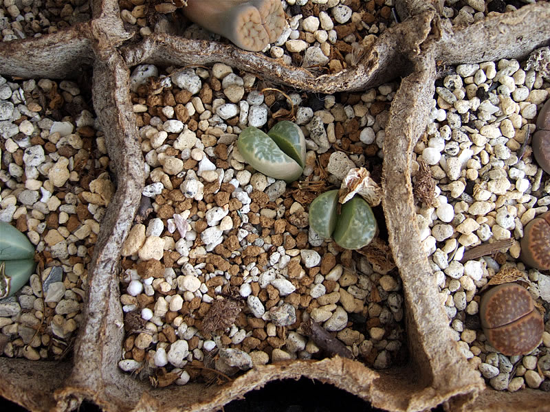 THE GENUS LITHOPS 生ける宝石リトープス