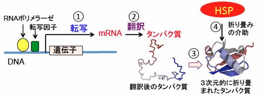 634 シンバスタチンとジスルフィラム Hsp90阻害とプロテアソーム阻害の相乗効果 漢方がん治療 を考える