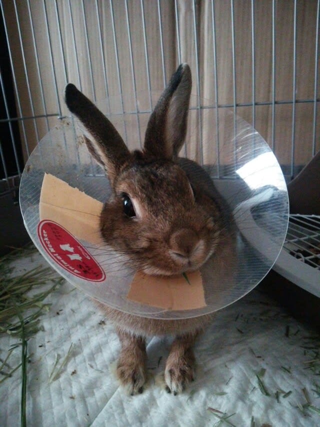 うさぎと盲腸便 うさぎのここっちとの暮らし