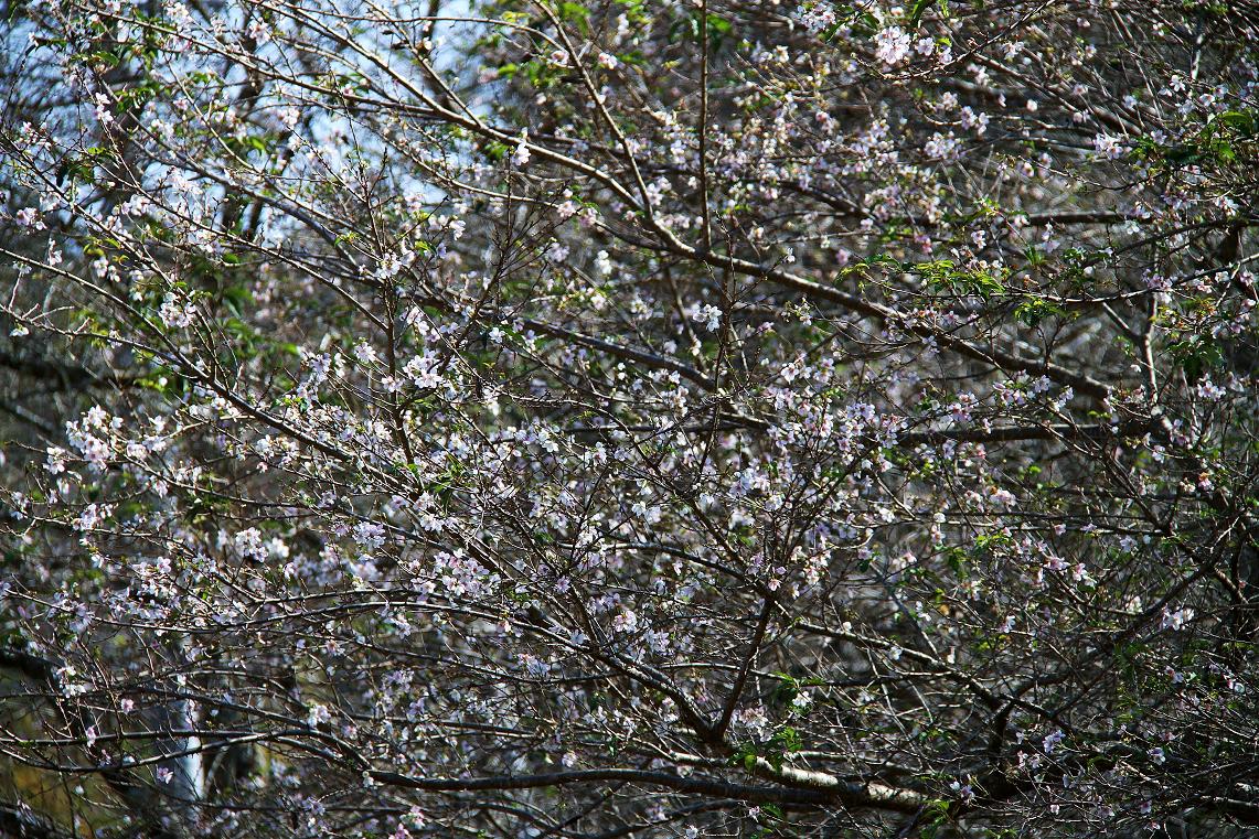 「小原四季桜まつり」一日前にの画像