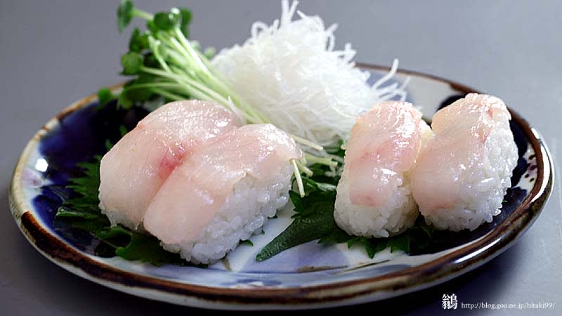 アイナメの握り寿司 鏡面界 魚食系女子の気まぐれ雑記帖