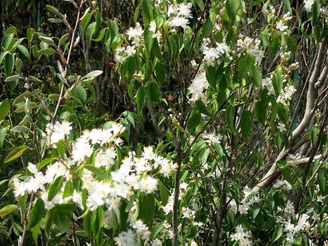 トップ100ハイノキ 花 最高の花の画像 トップ100ハイノキ 花 最高の花の画像